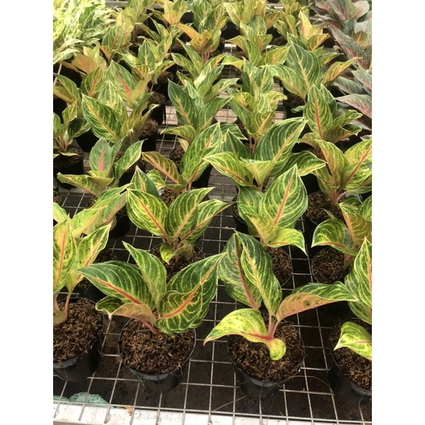 Aglaonema panama golden