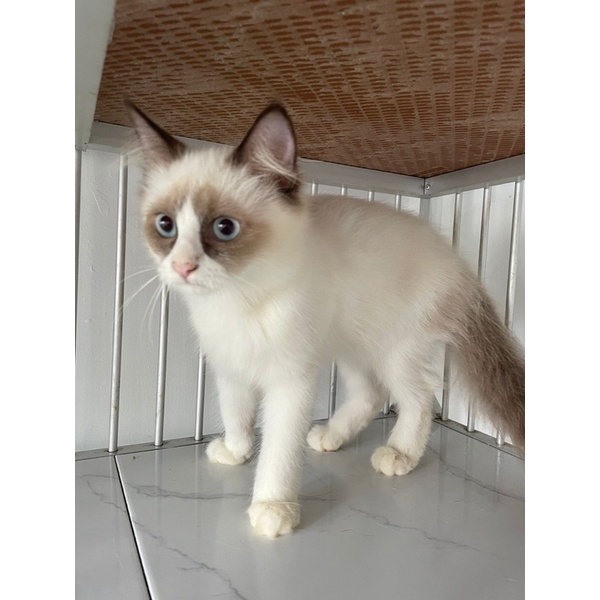 kitten ragdoll jantan simetris