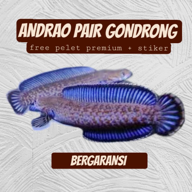 ANDRAO PAIR +PELET+STIKER - ohmyfish
