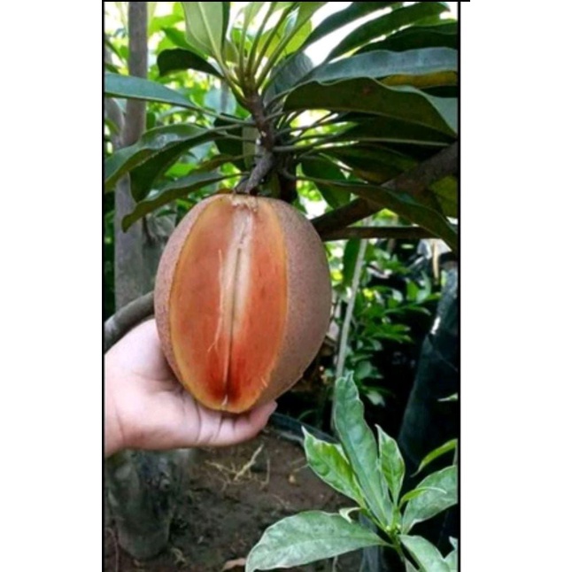 Bibit tanaman buah sawo madu jumbo kondisi berbunga/bibit buah sawo madu jumo/bibit pohon sawo madu