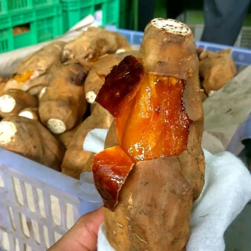 

UBI MADU BULUKERTO ASLI LUMER MANIS GEMPI 5 Kg