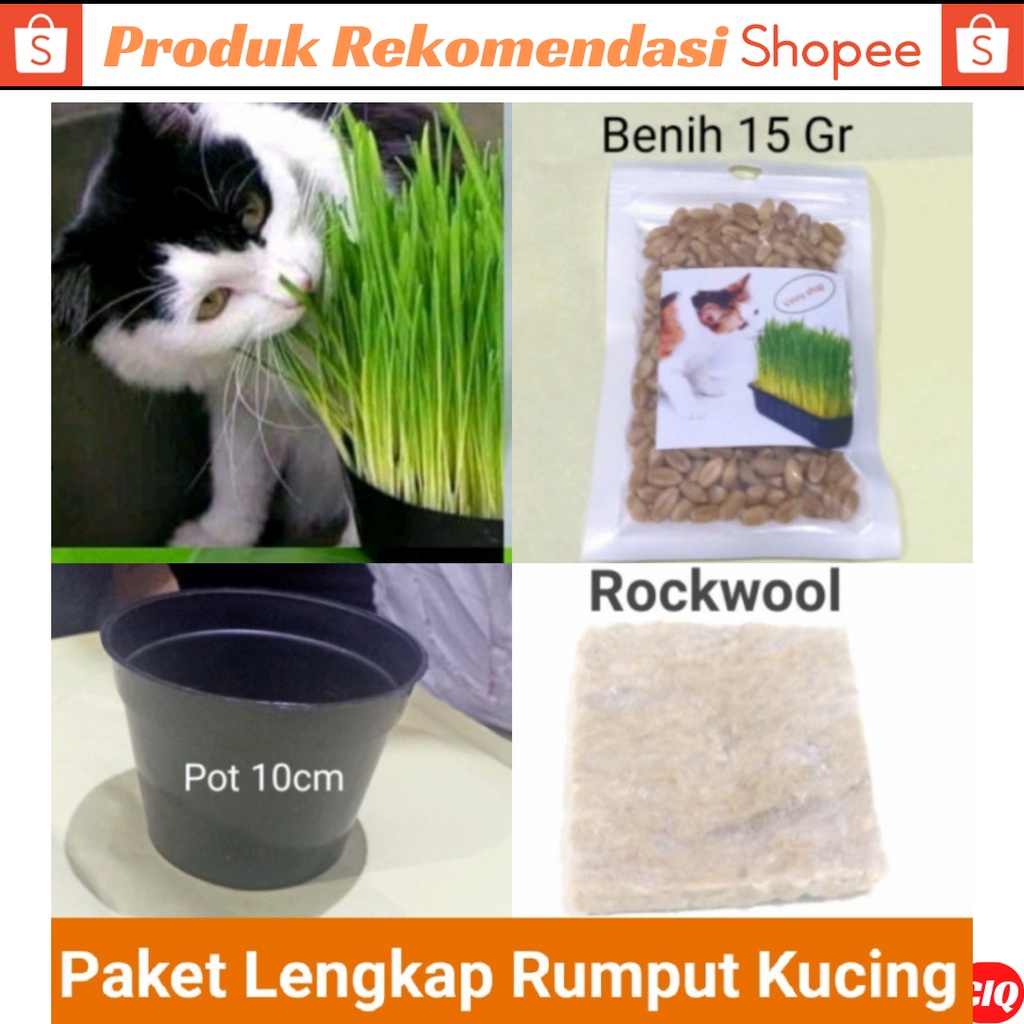 Rumput Kucing Benih Wheatgrass Paket Lengkap [Benih Wheatgrass, Pot 10cm dan Metan]