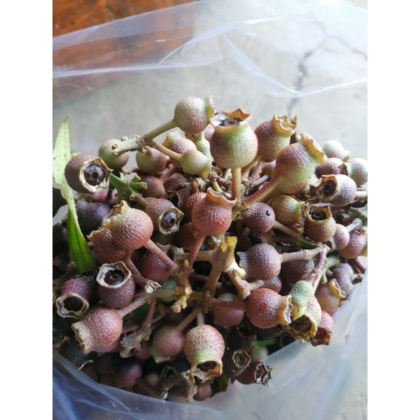 BUAH SENGGANI HAREDONG 1 KG / BUAH SENGGANI / SENGGANI HAREDONG