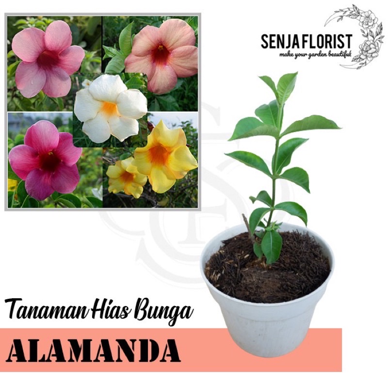 Tanaman Hias Bunga Alamanda - Tanaman Rambat Bunga Alamanda - Alamanda Cathartica