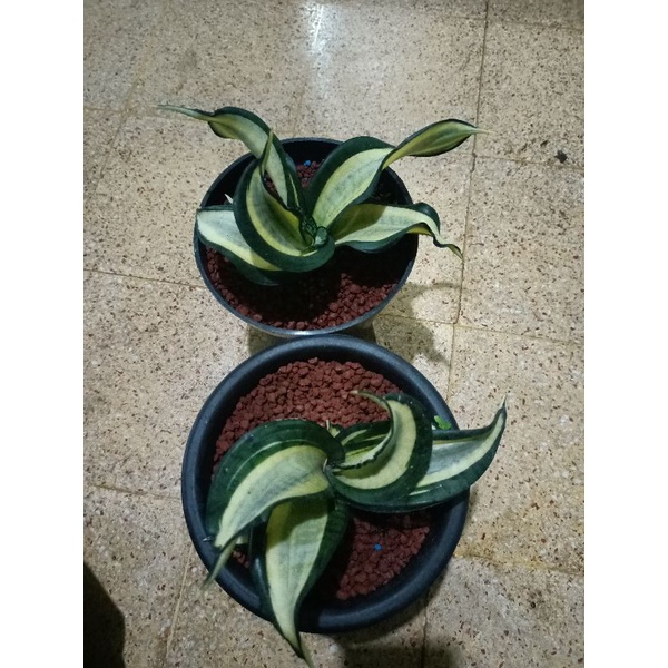 sanseveira golden wendys