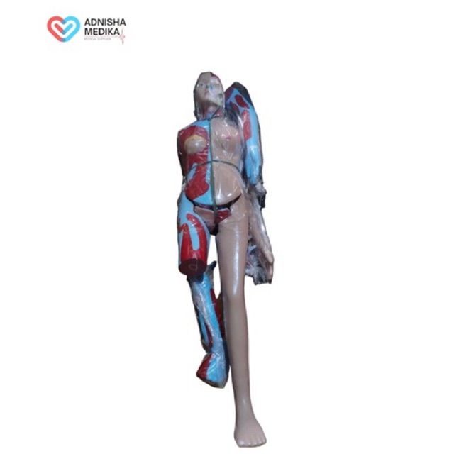 TORSO FULL BODY MULTIFUNGSI / PHANTOM / MANIKIN ORGAN TUBUH MANUSIA