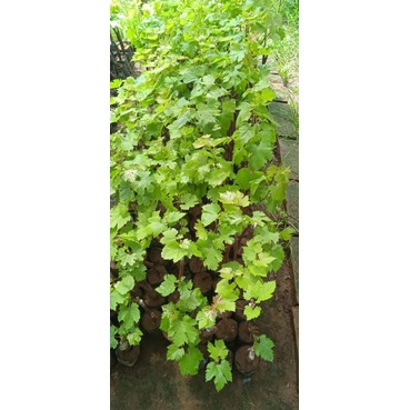 Paket Anggur import grafting sprut isi 7 bibit