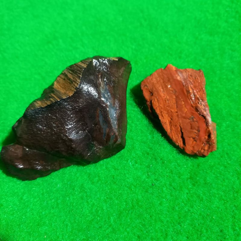 fosil misterius temuan darat