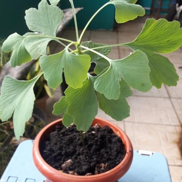 promo tanaman ginko bilolba langka