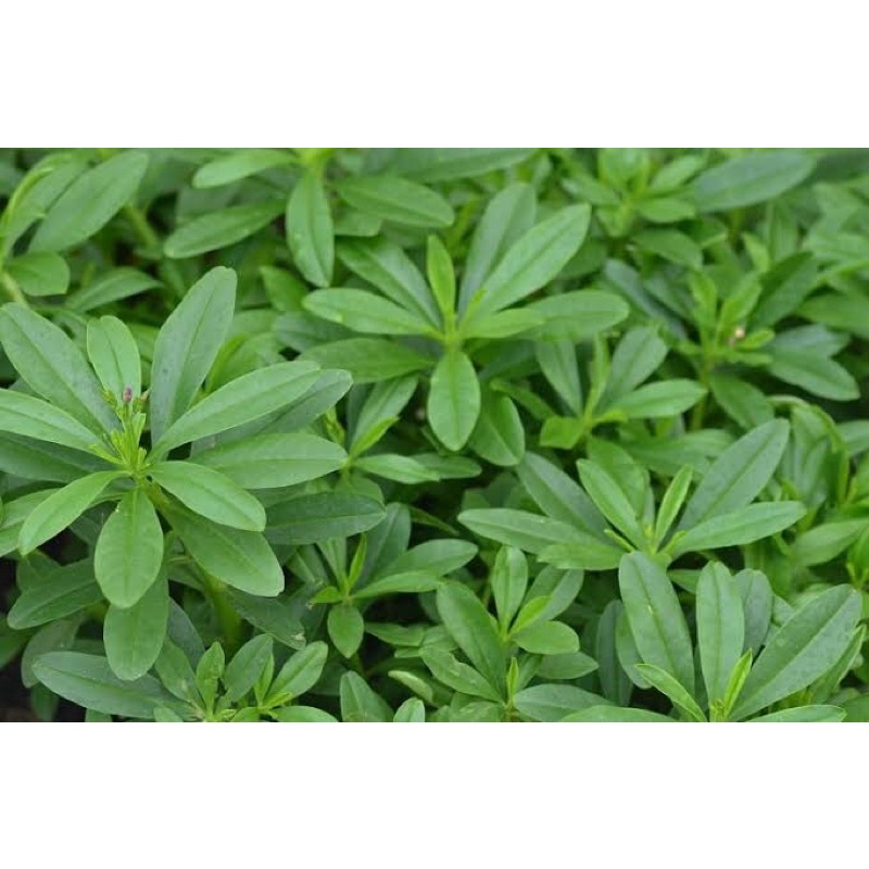 

Daun Gingseng Jawa Liar 500gram