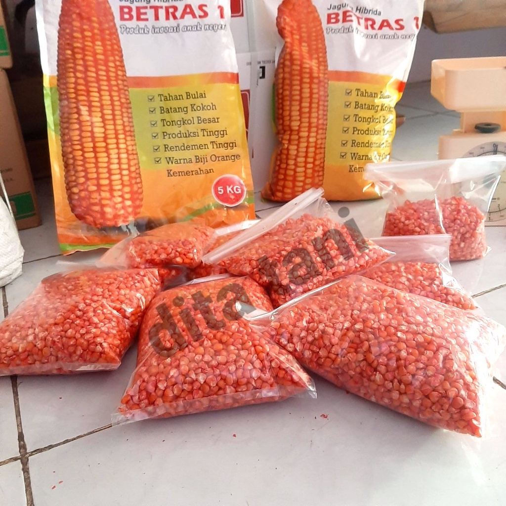 eceran benih jagung  hibrida BETRAS1 kemasan 1KG jagung BETRAS