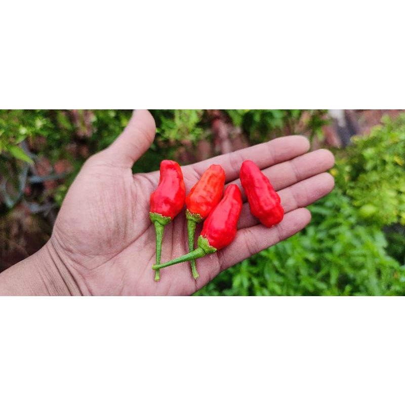 Benih Cabe Cabai Rawit Merah Lokal JUMBO