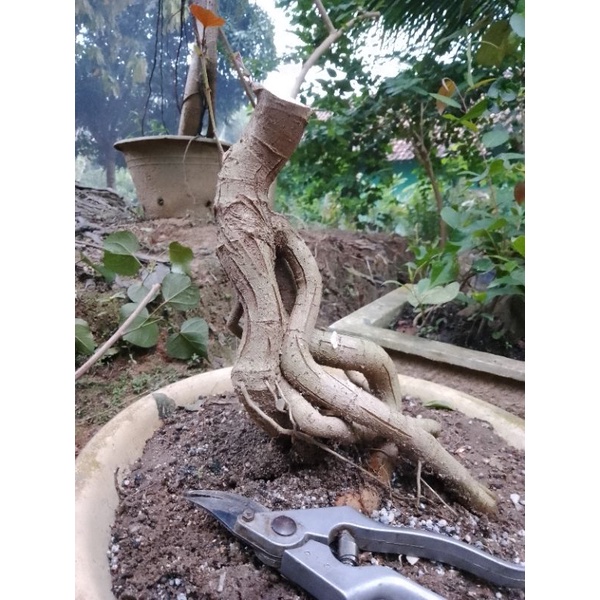bahan bonsai waru merah