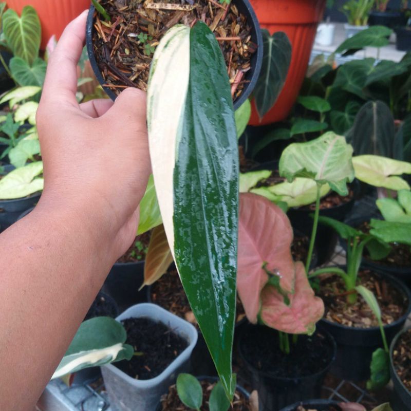 PHILLODENDRON EPIPREMNUM AMPLISSIMUM VARIGATA