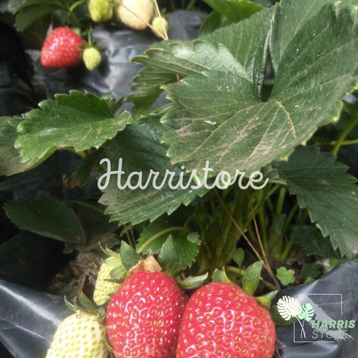 TANAMAN BUAH STRAWBERRY JUMBO SEGAR EE44