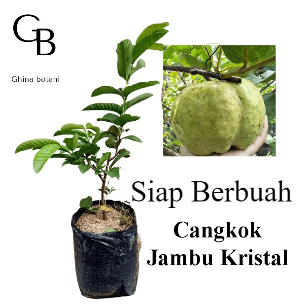 Pohon Jambu Kristal Sudah Berbuah / Tanaman Jambu Kristal berbuah GG22