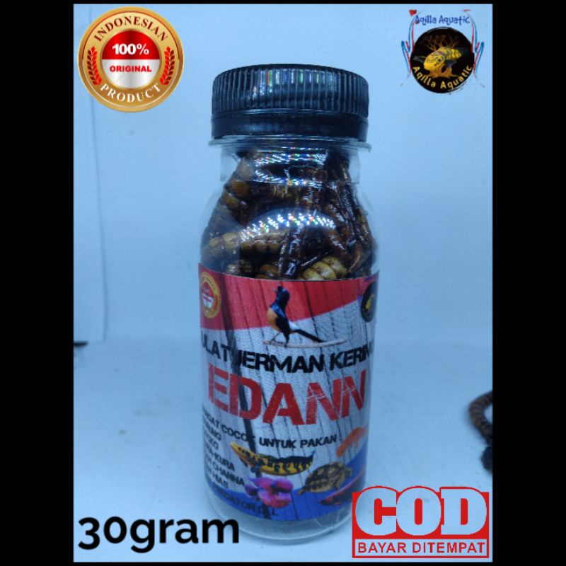 ulat jerman kering 30gram uljer kering
