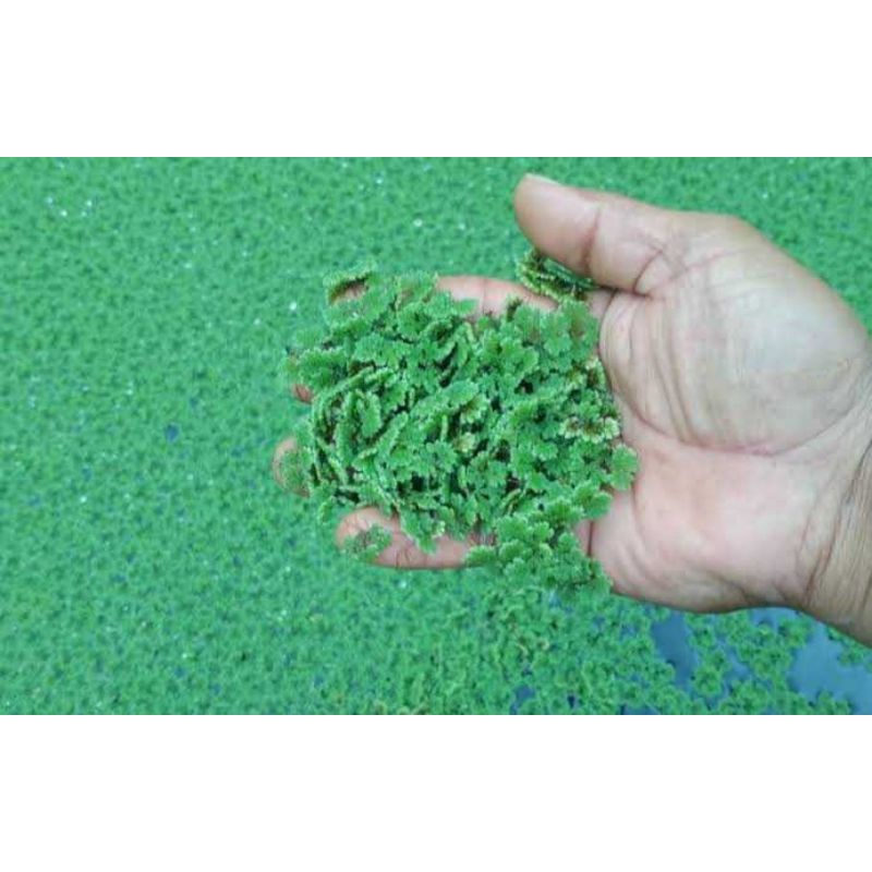 Tanaman Air Azola/Azolla untuk pakan ikan & unggas