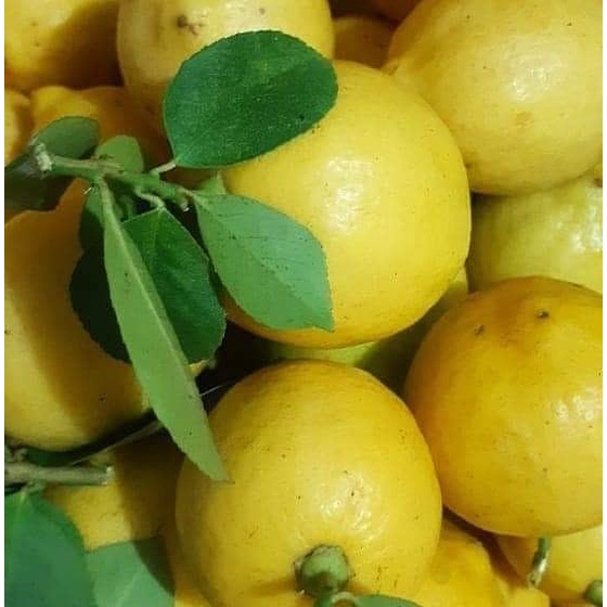 

Buah Lemon 1 Kg Non Pestisida