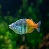 ikan hias aquascape rainbow pelangi bosemani bosmani ikan hias air tawar ikan hias aquascape ikan hi