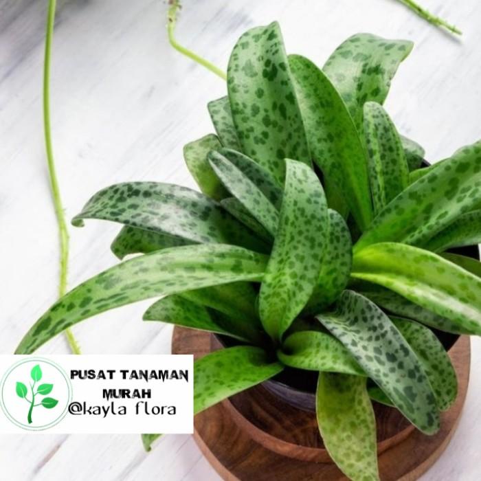 

Tanaman Hias Lidah Katak Drimiopsis + Pot Putih / Tanaman Indoor Best Seller