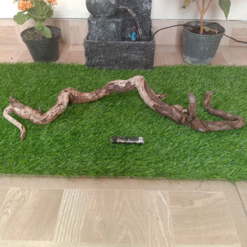 kayu santigi karang atau laut grade A152