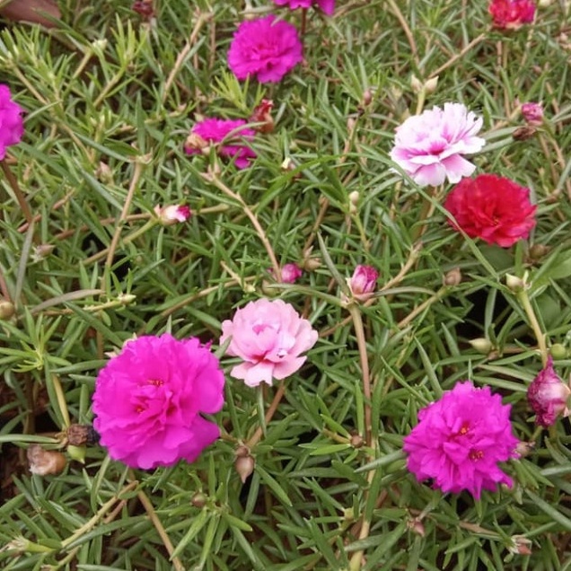 Tanaman Hias Bunga Krokot | Bunga Krokot | Bunga Gantung