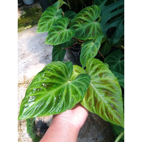 PHILODENDRON VERRUCOSUM