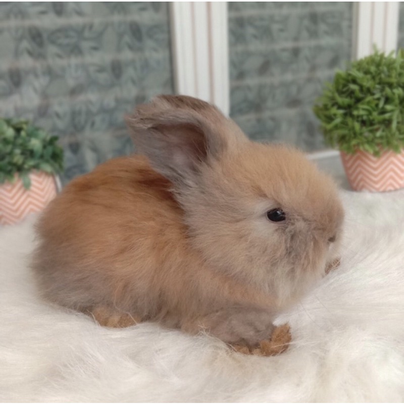 KELINCI ENGLISH ANGGORA , ENGGLISH ANGGORA, EA, INGGRIS ANGGORA 5