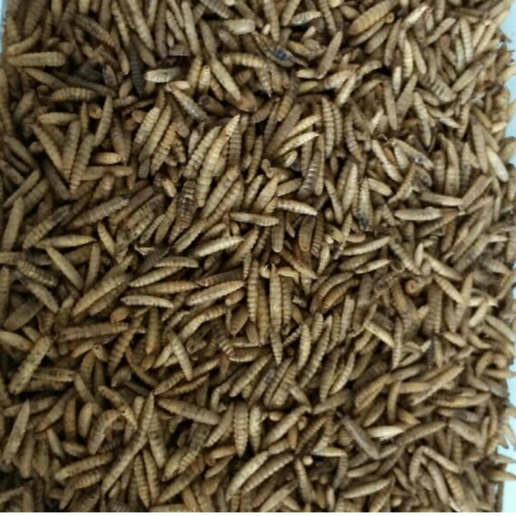 MAGGOT 250GR LARVA BSF MAGGOT KERING PAKAN IKAN ARWANA LELE PATIN MAS