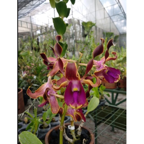Dendrobium Lasiantera bunga keriting kondisi pradewasa