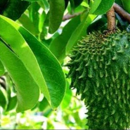 

DAUN SIRSAK SEGAR DARI POHON (OBAT HERBAL) per 100 LEMBAR