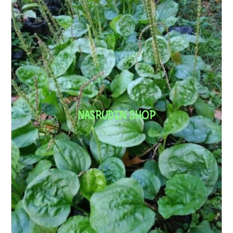 

[Fresh] BIBIT DAUN KI URAT / BIBIT DAUN SENDOK / BIBIT KI URAT