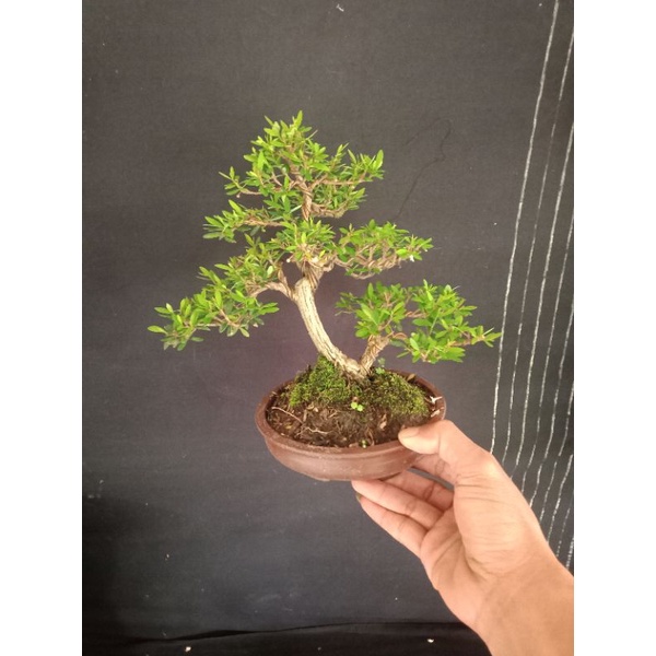 tanaman hias bonsai jadi,pohon cendrawasih siap dipajang,ukuran small