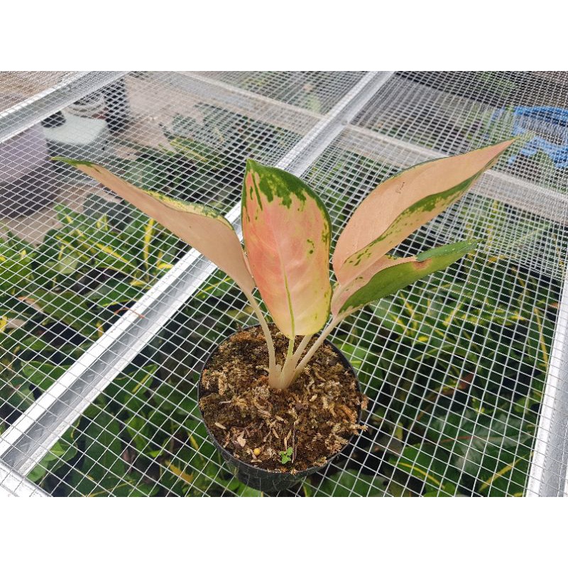 Aglonema sultan brunei