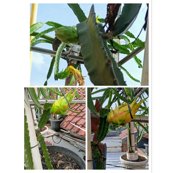 BIBIT MURAH GRAFTING(SAMBUNG)GOLDEN YELLOW ISIS/ BUAH NAGA KUNING