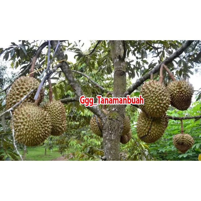 Bibit Durian Monthong Thailand Super okulasi Jumbo Kaki 3 Cepat Berbuah