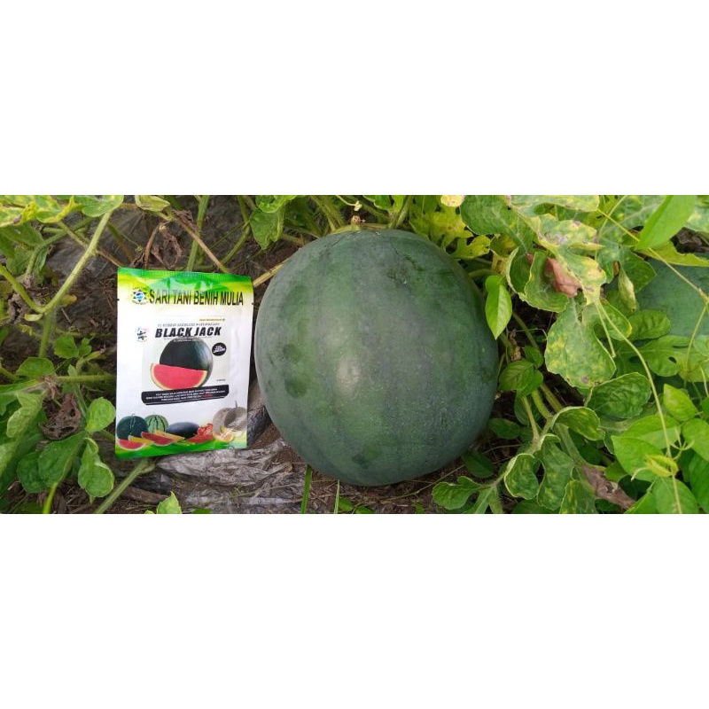 Benih Bibit Semangka Non Biji Black Jack F1 (Rasa Manis, Kulit Buah tebal dan daging merah Disukai P