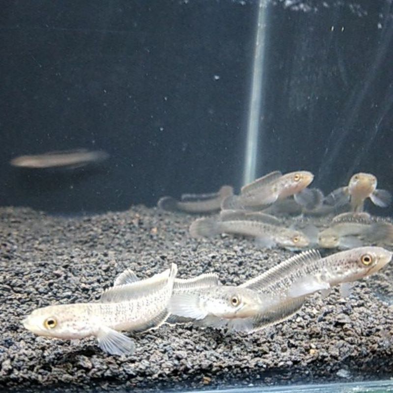 LIMBATA CB RARE ITEM ( RIM PUTIH 5cm )