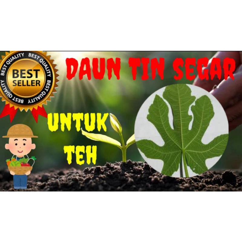 

daun buah tin segar bebas karat jamur