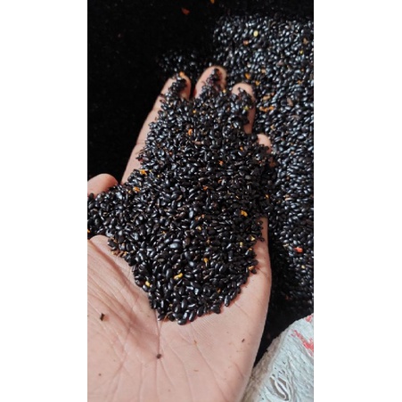 biji akasia magnium / pohon akasia / benih super