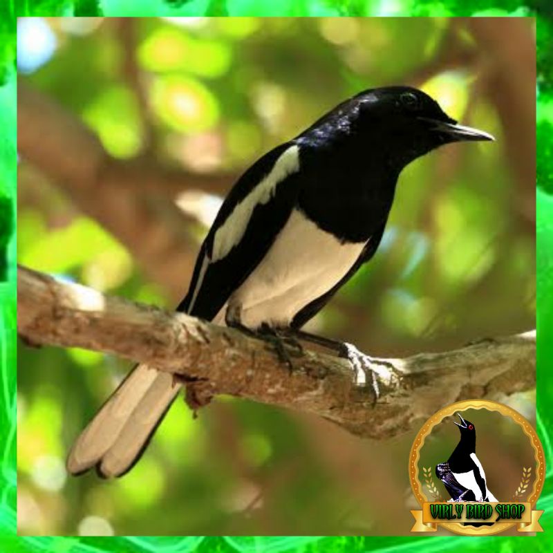 Burung Kacer Daput Bahan Jantan Prospekan