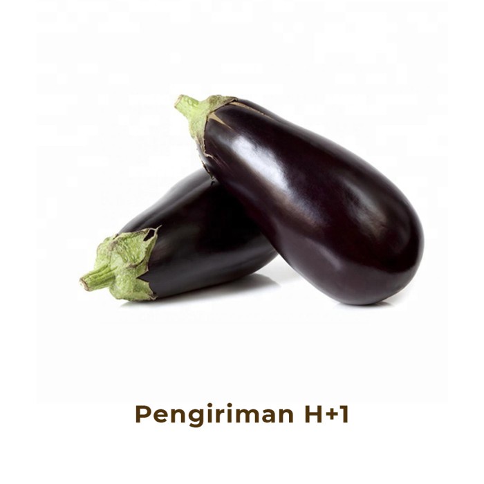 

Terong Ungu Segar