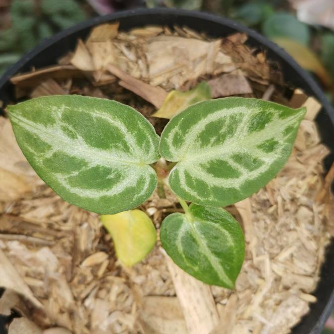 Tanaman hias Anturium kuping gajah dorayaki silver