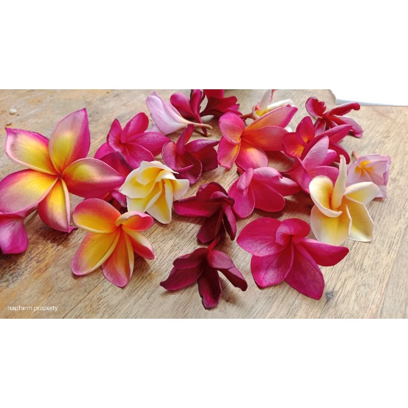 berbagai macam jenis bunga Jepun Kamboja Bali harga perbunga