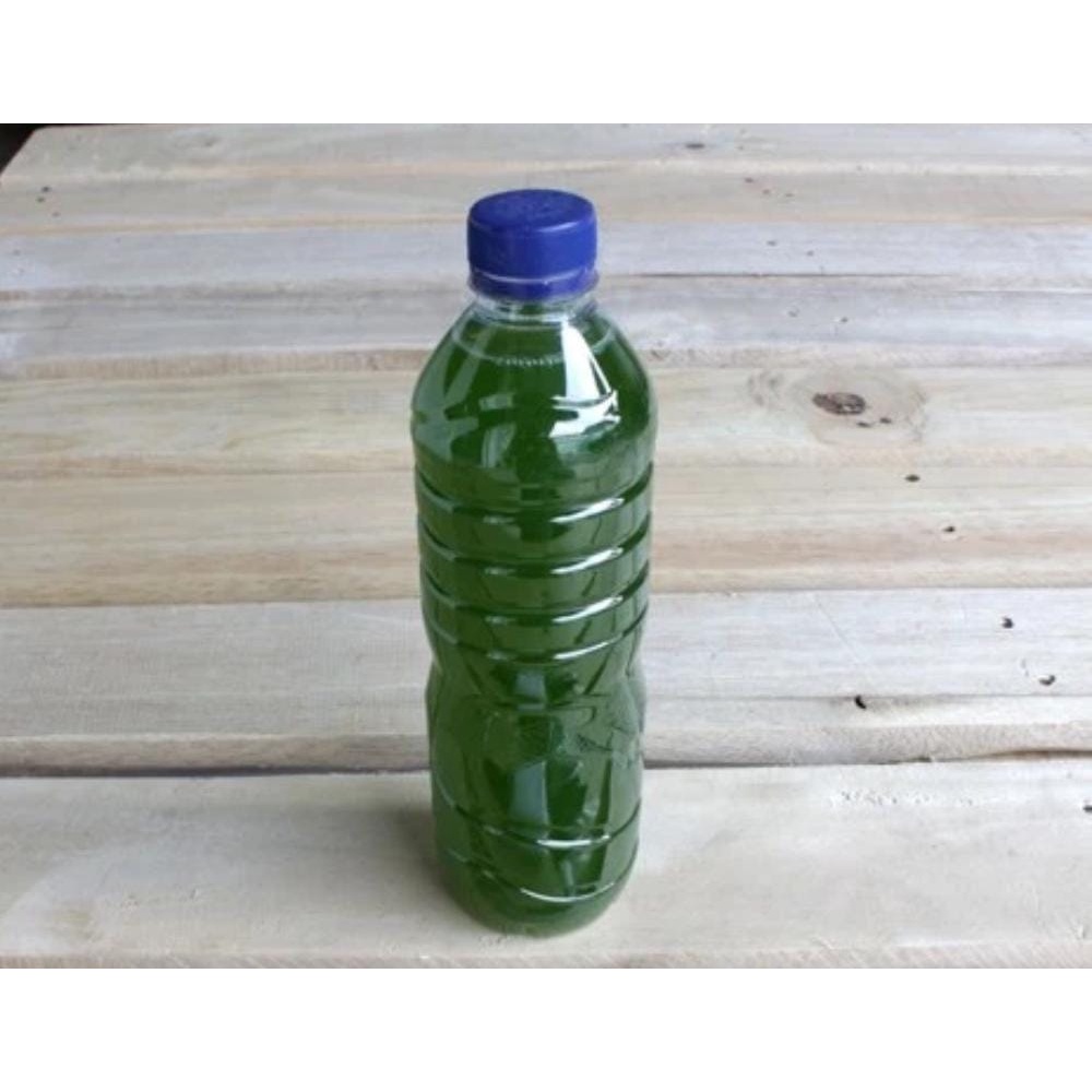 Bibit Chlorella Untuk Pakan Kutu Air