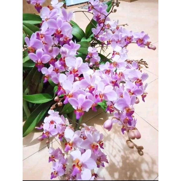 Anggrek bulan doritis dewasa