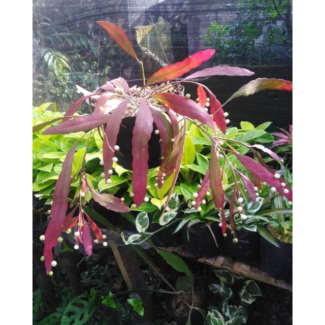 Wijaya kusuma tasbih / bibit bunga wijaya kusuma tasbih / Epiphyllum oxypetalum