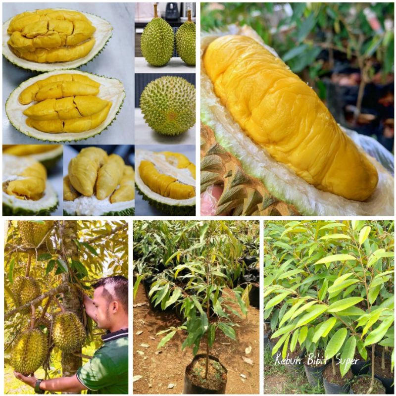 Bibit Durian Montong Okulasi Siap Berbuah