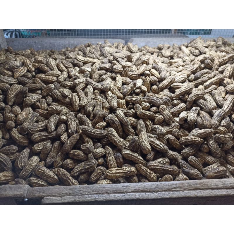 

Kacang Madu Garuda 1kg siap rebus